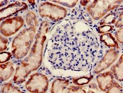 Invitrogen ONECUT2 Polyclonal Antibody 100 &mu;g; Unconjugated:Antibodies,