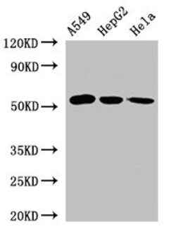 Invitrogen ONECUT2 Polyclonal Antibody 100 &mu;g; Unconjugated:Antibodies,