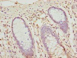 Invitrogen OPHN1 Polyclonal Antibody 100 &mu;L; Unconjugated:Antibodies,