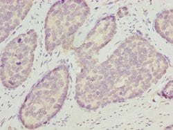 Invitrogen OPHN1 Polyclonal Antibody 100 &mu;L; Unconjugated:Antibodies,