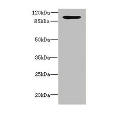 Invitrogen OPHN1 Polyclonal Antibody 100 &mu;L; Unconjugated:Antibodies,
