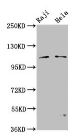 Invitrogen PACS1 Polyclonal Antibody 100 &mu;g; Unconjugated:Antibodies,