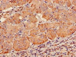 Invitrogen PDE2A Polyclonal Antibody 100 &mu;g; Unconjugated:Antibodies,