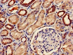 Invitrogen PDE2A Polyclonal Antibody 100 &mu;g; Unconjugated:Antibodies,