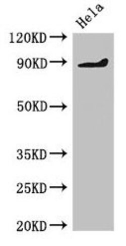 Invitrogen PDE2A Polyclonal Antibody 100 &mu;g; Unconjugated:Antibodies,