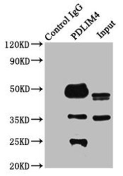 Invitrogen PDLIM4 Polyclonal Antibody 100 &mu;g; Unconjugated:Antibodies,