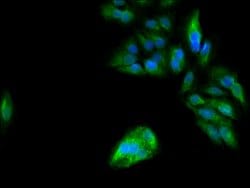 Invitrogen PER3 Polyclonal Antibody 100 &mu;g; Unconjugated:Antibodies,