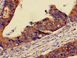 Invitrogen PER3 Polyclonal Antibody 100 &mu;g; Unconjugated:Antibodies,