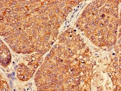 Invitrogen PER3 Polyclonal Antibody 100 &mu;g; Unconjugated:Antibodies,
