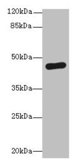 Invitrogen PGK2 Polyclonal Antibody 100 &mu;g; Unconjugated:Antibodies,
