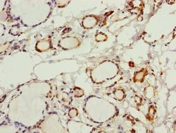 Invitrogen PGLS Polyclonal Antibody 100 &mu;L; Unconjugated:Antibodies,