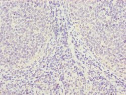 Invitrogen PGLS Polyclonal Antibody 100 &mu;L; Unconjugated:Antibodies,