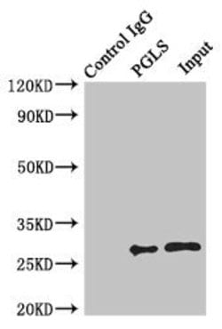 Invitrogen PGLS Polyclonal Antibody 100 &mu;L; Unconjugated:Antibodies,