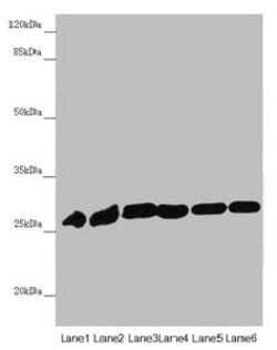 Invitrogen PGLS Polyclonal Antibody 100 &mu;L; Unconjugated:Antibodies,