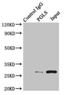 Invitrogen PGLS Polyclonal Antibody 100 &mu;L | Buy Online | Invitrogen&trade; | Fisher Scientific