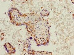 Invitrogen PHF11 Polyclonal Antibody 100 &mu;L; Unconjugated:Antibodies,