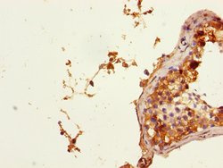 Invitrogen PHF11 Polyclonal Antibody 100 &mu;L; Unconjugated:Antibodies,