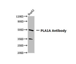 Invitrogen PLA1A Polyclonal Antibody 100 &mu;g | Buy Online | Invitrogen&trade; | Fisher Scientific