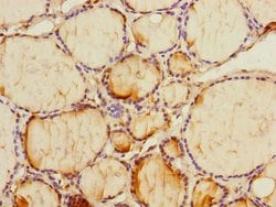 Invitrogen PMM2 Polyclonal Antibody 100 &mu;L; Unconjugated:Antibodies,