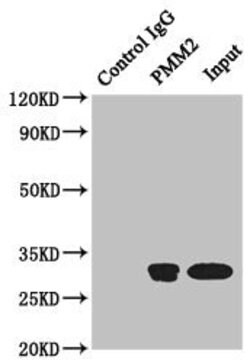 Invitrogen PMM2 Polyclonal Antibody 100 &mu;L; Unconjugated:Antibodies,