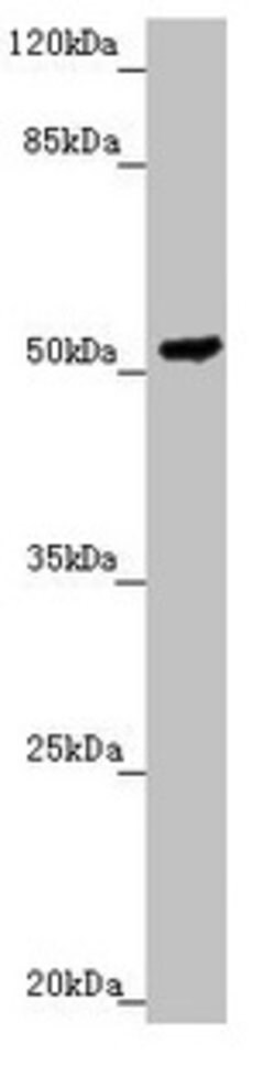 Invitrogen PMPCB Polyclonal Antibody 100 &mu;L; Unconjugated:Antibodies,