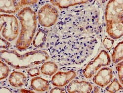 Invitrogen PNLIPRP2 Polyclonal Antibody 100 &mu;g; Unconjugated:Antibodies,