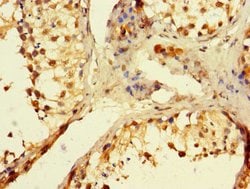 Invitrogen POLB Polyclonal Antibody 100 &mu;g; Unconjugated:Antibodies,