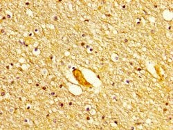 Invitrogen POLD1 Polyclonal Antibody 100 &mu;g; Unconjugated:Antibodies,