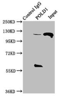 Invitrogen POLD1 Polyclonal Antibody 100 &mu;g; Unconjugated:Antibodies,