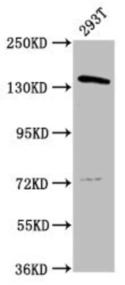 Invitrogen POLG Polyclonal Antibody 100 &mu;g; Unconjugated:Antibodies,