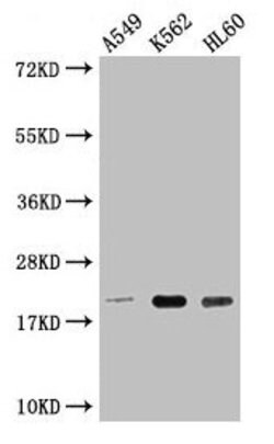 Invitrogen POLR2G Polyclonal Antibody 100 &mu;L; Unconjugated:Antibodies,