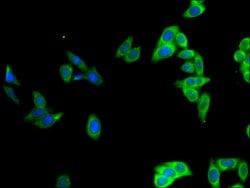 Invitrogen Oct-2 Polyclonal Antibody 100 &mu;g; Unconjugated:Antibodies,