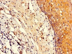 Invitrogen Oct-2 Polyclonal Antibody 100 &mu;g; Unconjugated:Antibodies,