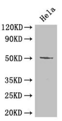 Invitrogen Oct-2 Polyclonal Antibody 100 &mu;g; Unconjugated:Antibodies,