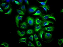 Invitrogen PP5 Polyclonal Antibody 100 &mu;L; Unconjugated:Antibodies,
