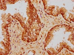 Invitrogen PP5 Polyclonal Antibody 100 &mu;L; Unconjugated:Antibodies,