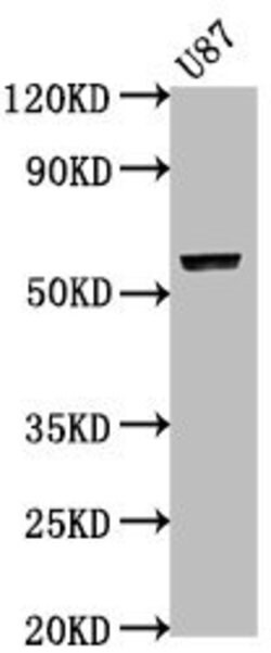 Invitrogen PRAMEF17 Polyclonal Antibody 100 &mu;L; Unconjugated:Antibodies,