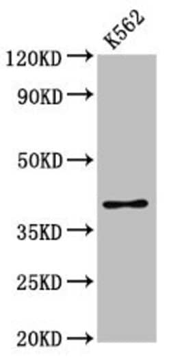 Invitrogen PRB1 Polyclonal Antibody 100 &mu;g; Unconjugated:Antibodies,