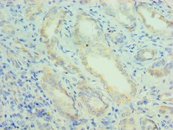 Invitrogen PRDX5 Polyclonal Antibody 100 &mu;L; Unconjugated:Antibodies,