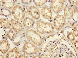 Invitrogen PRPF4 Polyclonal Antibody 100 &mu;L; Unconjugated:Antibodies,
