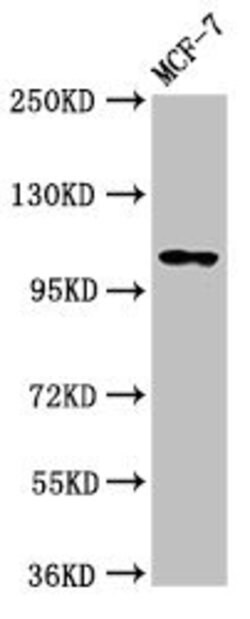 Invitrogen PSD Polyclonal Antibody 100 &mu;g; Unconjugated:Antibodies,