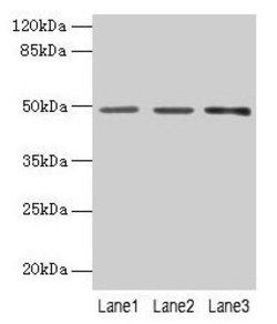 Invitrogen PSG6 Polyclonal Antibody 100 &mu;g; Unconjugated:Antibodies,
