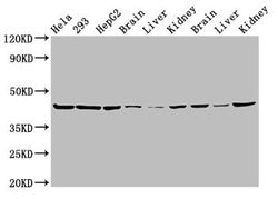 Invitrogen PSMC6 Polyclonal Antibody 100 &mu;g; Unconjugated:Antibodies,