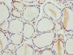 Invitrogen PSPH Polyclonal Antibody 100 &mu;L; Unconjugated:Antibodies,