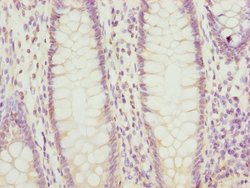 Invitrogen PTGES2 Polyclonal Antibody 100 &mu;L; Unconjugated:Antibodies,