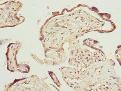 Invitrogen PTGES2 Polyclonal Antibody 100 &mu;L; Unconjugated:Antibodies,