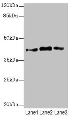 Invitrogen PTGES2 Polyclonal Antibody 100 &mu;L; Unconjugated:Antibodies,