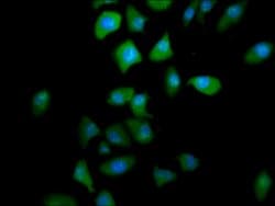 Invitrogen PTGR2 Polyclonal Antibody 100 &mu;g; Unconjugated:Antibodies,