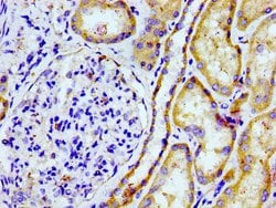 Invitrogen PTGR2 Polyclonal Antibody 100 &mu;g; Unconjugated:Antibodies,