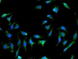 Invitrogen RAB25 Polyclonal Antibody 100 &mu;g; Unconjugated:Antibodies,